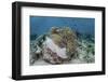 A Magnificent Sea Anemone Hosts Anemonefish in Komodo National Park-Stocktrek Images-Framed Photographic Print