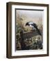 A Magpie Observing Fieldmice-Johan Gerard Keulemans-Framed Giclee Print