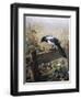 A Magpie Observing Fieldmice-Johan Gerard Keulemans-Framed Giclee Print