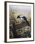 A Magpie Observing Fieldmice-Johan Gerard Keulemans-Framed Giclee Print