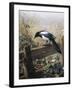 A Magpie Observing Fieldmice-Johan Gerard Keulemans-Framed Giclee Print