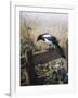 A Magpie Observing Fieldmice-Johan Gerard Keulemans-Framed Giclee Print