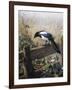 A Magpie Observing Fieldmice-Johan Gerard Keulemans-Framed Giclee Print