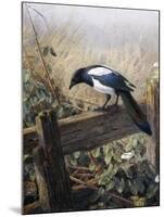 A Magpie Observing Fieldmice-Johan Gerard Keulemans-Mounted Giclee Print
