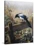 A Magpie Observing Fieldmice-Johan Gerard Keulemans-Stretched Canvas