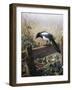 A Magpie Observing Fieldmice-Johan Gerard Keulemans-Framed Giclee Print