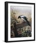 A Magpie Observing Fieldmice-Johan Gerard Keulemans-Framed Giclee Print