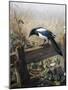 A Magpie Observing Fieldmice-Johan Gerard Keulemans-Mounted Giclee Print