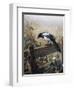 A Magpie Observing Fieldmice-Johan Gerard Keulemans-Framed Premium Giclee Print