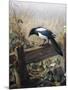 A Magpie Observing Fieldmice-Johan Gerard Keulemans-Mounted Premium Giclee Print