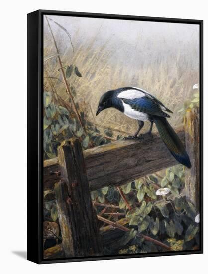 A Magpie Observing Fieldmice-Johan Gerard Keulemans-Framed Stretched Canvas