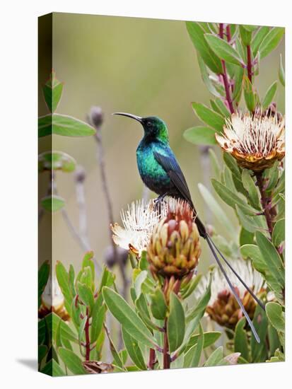 A Malachite Sunbird on a Protea Flower at 9,750 Feet on the Moorlands of Mount Kenya-Nigel Pavitt-Stretched Canvas