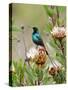 A Malachite Sunbird on a Protea Flower at 9,750 Feet on the Moorlands of Mount Kenya-Nigel Pavitt-Stretched Canvas