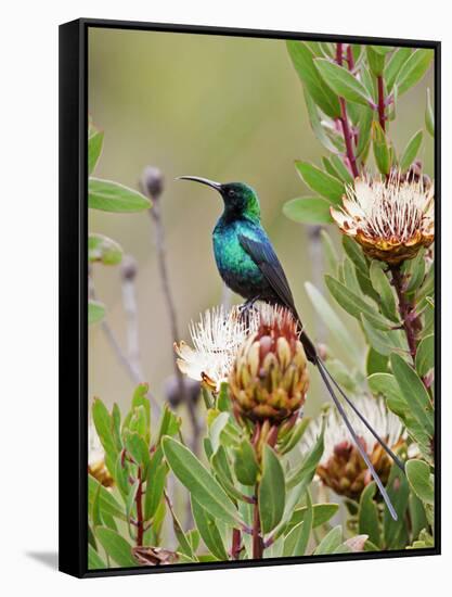 A Malachite Sunbird on a Protea Flower at 9,750 Feet on the Moorlands of Mount Kenya-Nigel Pavitt-Framed Stretched Canvas