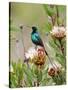 A Malachite Sunbird on a Protea Flower at 9,750 Feet on the Moorlands of Mount Kenya-Nigel Pavitt-Stretched Canvas