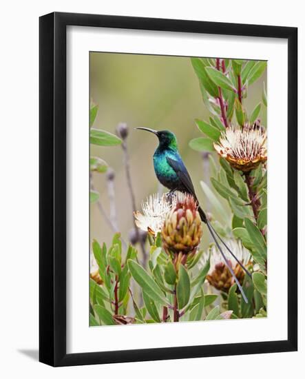 A Malachite Sunbird on a Protea Flower at 9,750 Feet on the Moorlands of Mount Kenya-Nigel Pavitt-Framed Photographic Print