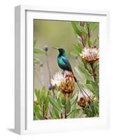 A Malachite Sunbird on a Protea Flower at 9,750 Feet on the Moorlands of Mount Kenya-Nigel Pavitt-Framed Photographic Print