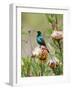 A Malachite Sunbird on a Protea Flower at 9,750 Feet on the Moorlands of Mount Kenya-Nigel Pavitt-Framed Photographic Print