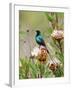 A Malachite Sunbird on a Protea Flower at 9,750 Feet on the Moorlands of Mount Kenya-Nigel Pavitt-Framed Photographic Print