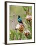 A Malachite Sunbird on a Protea Flower at 9,750 Feet on the Moorlands of Mount Kenya-Nigel Pavitt-Framed Photographic Print