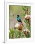 A Malachite Sunbird on a Protea Flower at 9,750 Feet on the Moorlands of Mount Kenya-Nigel Pavitt-Framed Photographic Print