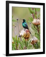 A Malachite Sunbird on a Protea Flower at 9,750 Feet on the Moorlands of Mount Kenya-Nigel Pavitt-Framed Photographic Print