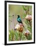 A Malachite Sunbird on a Protea Flower at 9,750 Feet on the Moorlands of Mount Kenya-Nigel Pavitt-Framed Photographic Print