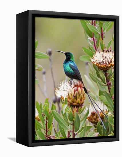 A Malachite Sunbird on a Protea Flower at 9,750 Feet on the Moorlands of Mount Kenya-Nigel Pavitt-Framed Stretched Canvas