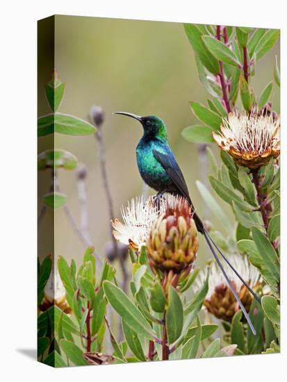 A Malachite Sunbird on a Protea Flower at 9,750 Feet on the Moorlands of Mount Kenya-Nigel Pavitt-Stretched Canvas