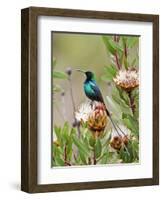 A Malachite Sunbird on a Protea Flower at 9,750 Feet on the Moorlands of Mount Kenya-Nigel Pavitt-Framed Photographic Print