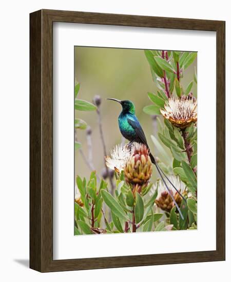 A Malachite Sunbird on a Protea Flower at 9,750 Feet on the Moorlands of Mount Kenya-Nigel Pavitt-Framed Photographic Print