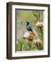 A Malachite Sunbird on a Protea Flower at 9,750 Feet on the Moorlands of Mount Kenya-Nigel Pavitt-Framed Photographic Print