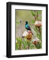 A Malachite Sunbird on a Protea Flower at 9,750 Feet on the Moorlands of Mount Kenya-Nigel Pavitt-Framed Photographic Print