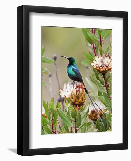 A Malachite Sunbird on a Protea Flower at 9,750 Feet on the Moorlands of Mount Kenya-Nigel Pavitt-Framed Photographic Print