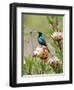 A Malachite Sunbird on a Protea Flower at 9,750 Feet on the Moorlands of Mount Kenya-Nigel Pavitt-Framed Photographic Print