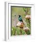 A Malachite Sunbird on a Protea Flower at 9,750 Feet on the Moorlands of Mount Kenya-Nigel Pavitt-Framed Photographic Print