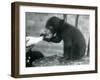 A Malay or Sun Bear Cub Sitting on a Chair While Being Bottle Fed by its Keeper at London Zoo, 1920-Frederick William Bond-Framed Giclee Print