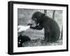 A Malay or Sun Bear Cub Sitting on a Chair While Being Bottle Fed by its Keeper at London Zoo, 1920-Frederick William Bond-Framed Giclee Print