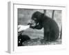 A Malay or Sun Bear Cub Sitting on a Chair While Being Bottle Fed by its Keeper at London Zoo, 1920-Frederick William Bond-Framed Giclee Print