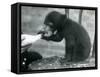 A Malay or Sun Bear Cub Sitting on a Chair While Being Bottle Fed by its Keeper at London Zoo, 1920-Frederick William Bond-Framed Stretched Canvas