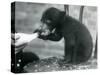 A Malay or Sun Bear Cub Sitting on a Chair While Being Bottle Fed by its Keeper at London Zoo, 1920-Frederick William Bond-Stretched Canvas