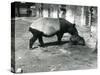 A Malayan Tapir with its 4 Day Old Baby at London Zoo, July 1921-Frederick William Bond-Stretched Canvas