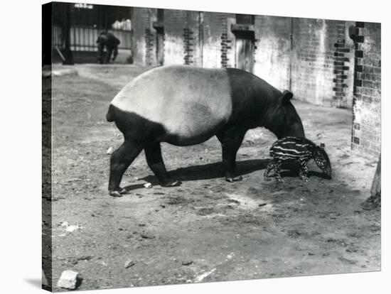 A Malayan Tapir with its 4 Day Old Baby at London Zoo, July 1921-Frederick William Bond-Stretched Canvas