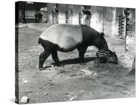 A Malayan Tapir with its 4 Day Old Baby at London Zoo, July 1921-Frederick William Bond-Stretched Canvas