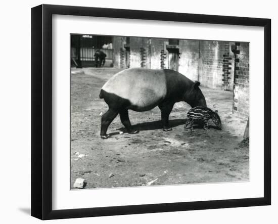 A Malayan Tapir with its 4 Day Old Baby at London Zoo, July 1921-Frederick William Bond-Framed Premium Photographic Print