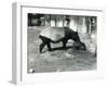 A Malayan Tapir with its 4 Day Old Baby at London Zoo, July 1921-Frederick William Bond-Framed Premium Photographic Print