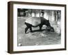 A Malayan Tapir with its 4 Day Old Baby at London Zoo, July 1921-Frederick William Bond-Framed Photographic Print
