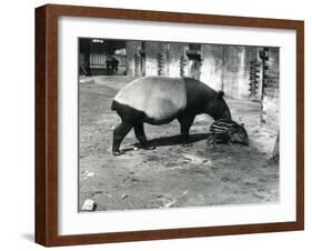 A Malayan Tapir with its 4 Day Old Baby at London Zoo, July 1921-Frederick William Bond-Framed Photographic Print