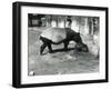 A Malayan Tapir with its 4 Day Old Baby at London Zoo, July 1921-Frederick William Bond-Framed Photographic Print