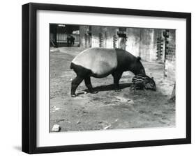 A Malayan Tapir with its 4 Day Old Baby at London Zoo, July 1921-Frederick William Bond-Framed Photographic Print